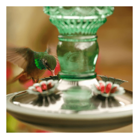 Perky-Pet® Antique Bottle Hummingbird Feeder - In the Field