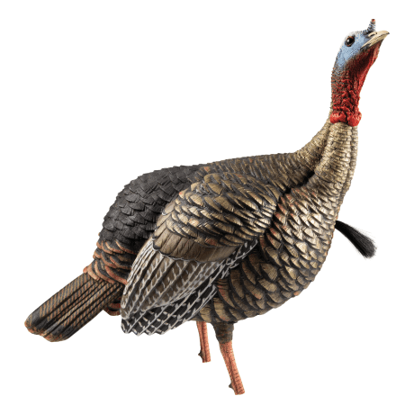 Avian-X® HDR Jake Turkey Decoy - alternate head design