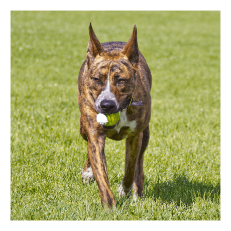 Hyper Pet™ Hyper Squawker™ Ball - in use