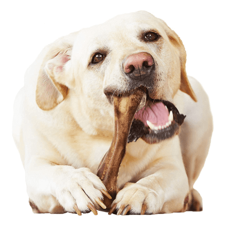 Nylabone Wild Venison Dog Treat - In the Field