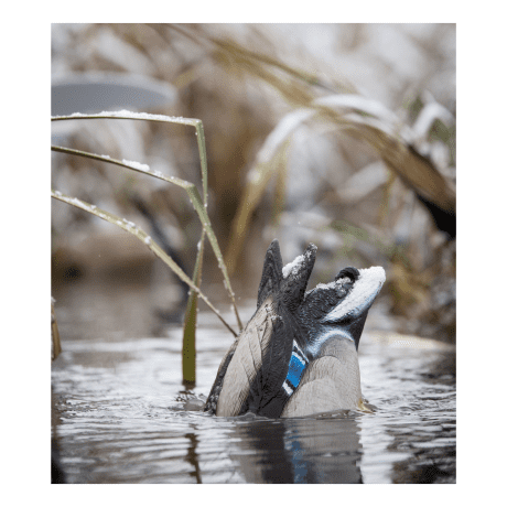 Lucky Duck® Quiver Duck Butt HD
