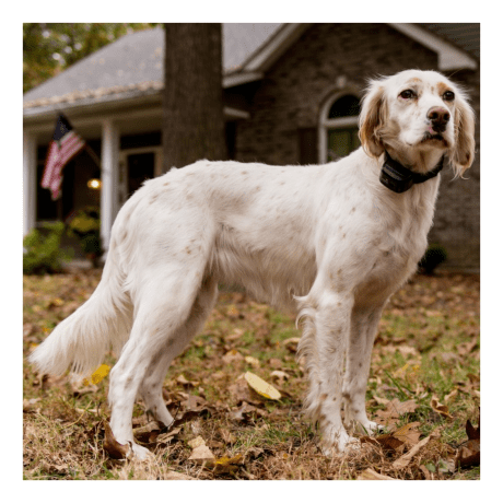 Canine Coach 360 Remote Trainer