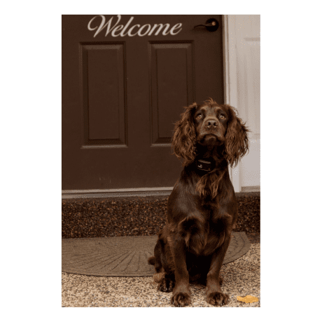 Canine Coach 360 Remote Trainer