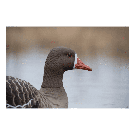 Avian X® Topflight Specklebelly Floating Goose Decoy
