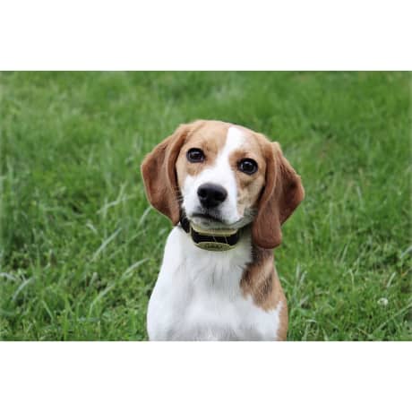 Cabela’s® GunDog GS-NB6 Bark Collar