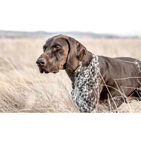 Cabela’s® GunDog GS-8100 Electronic Dog Trainer