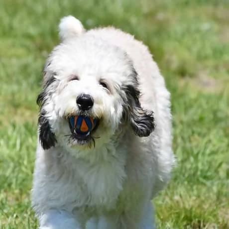 Chuckit! Ultra Squeaker Ball