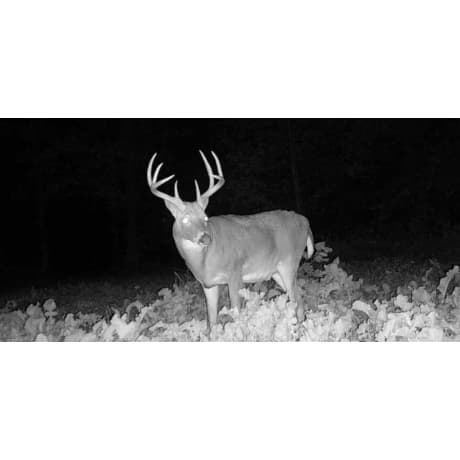 Stealth Cam® DNVB 9x Digital Night Vision Binocular
