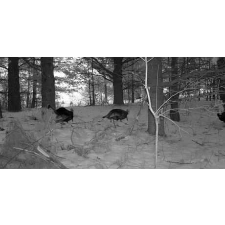 Stealth Cam® DNVB 9x Digital Night Vision Binocular