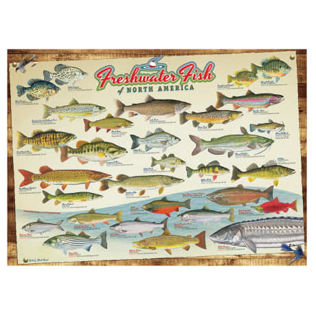 Cobble Hill Freshwater Fish of North America Puzzle - 1000 Pieces