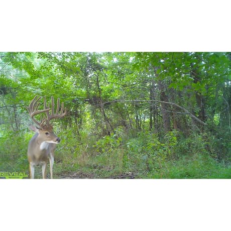Tactacam™ REVEAL X Gen 2.0 Cellular Trail Camera Combo