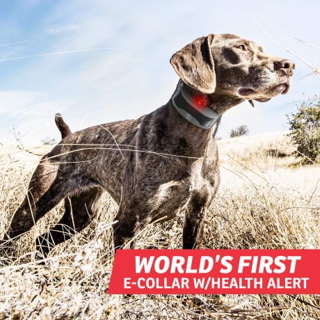 SportDOG Brand® FieldSentinel Electronic Dog-Training System – 1/2 Mile Range