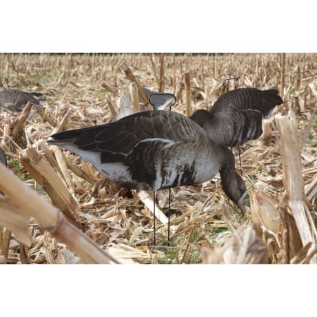 Higdon FLATS Specklebelly Goose Standard Silhouette 12 Pack