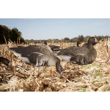 Higdon FLATS Specklebelly Goose Standard Silhouette 12 Pack