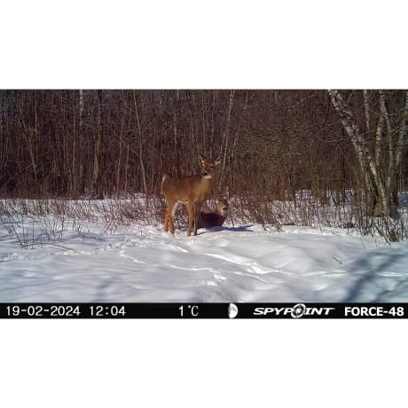 SPYPOINT® The Force-48 Trail Camera