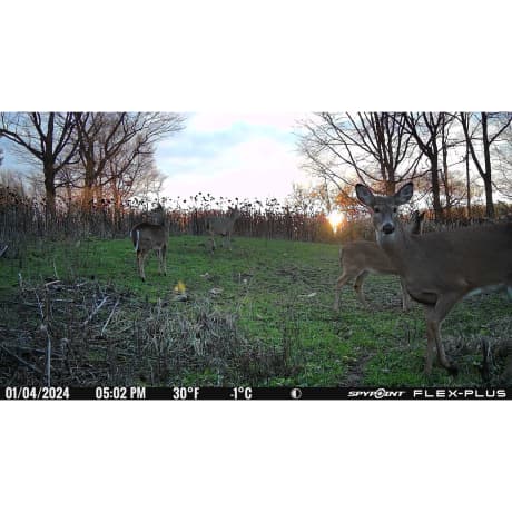 SPYPOINT FLEX-PLUS Cellular Trail Camera
