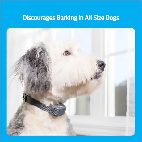 Premier Pet Bark Collar