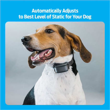 Premier Pet Bark Collar