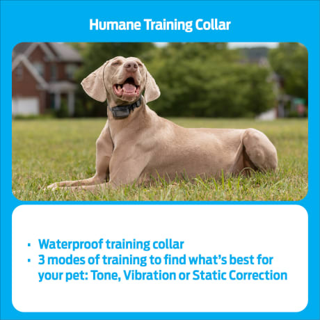 Premier Pet 300 Yard Trainer