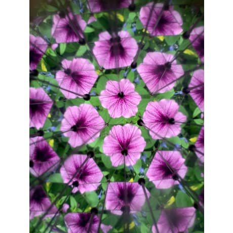 Huckleberry Kaleidoscope