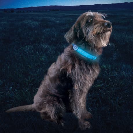 Nite Ize NiteDog® Rechargeable LED Collar Cover - Disc-O Select™