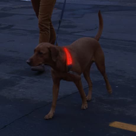 Nite Ize NiteDog® Rechargeable LED Collar Cover - Disc-O Select™