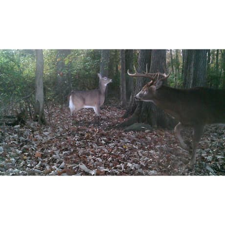 Montana Decoy Dream Team Whitetail Deer Decoy