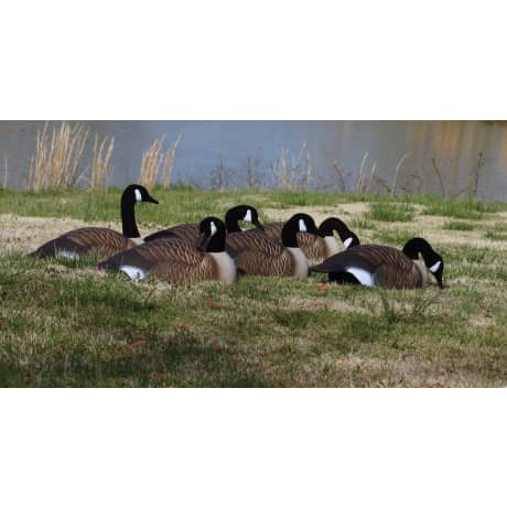 Higdon Magnum Half-Shell Canada Goose Decoys