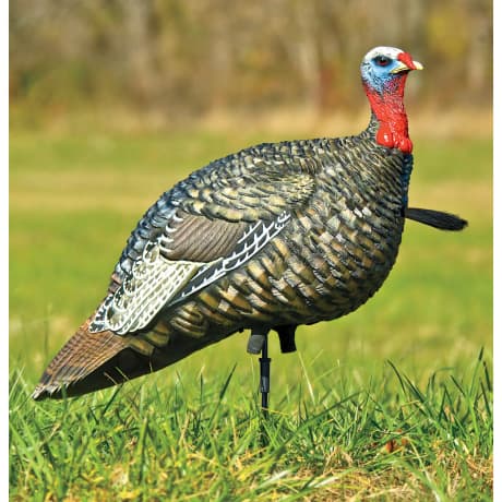Avian-X® Lifelike Collapsible Jake Turkey Decoy