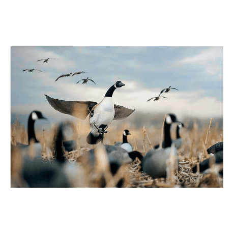 Lucky Duck Lucky Flapper Canada Goose Decoy - In the Field 