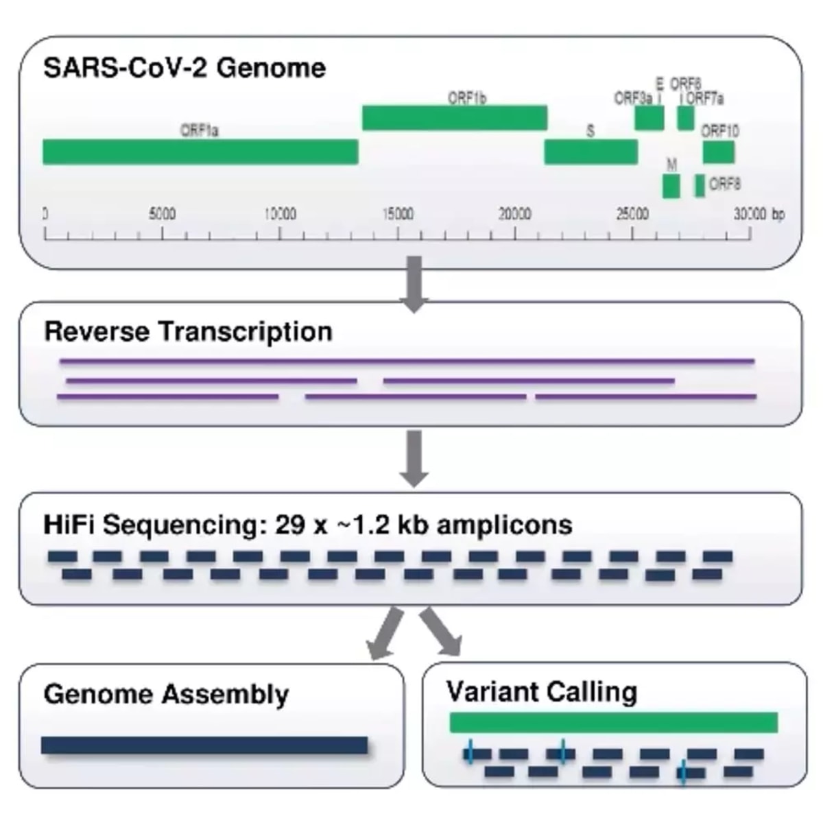 Scalable HiFi Sequencing Services Webinar With PACBIO