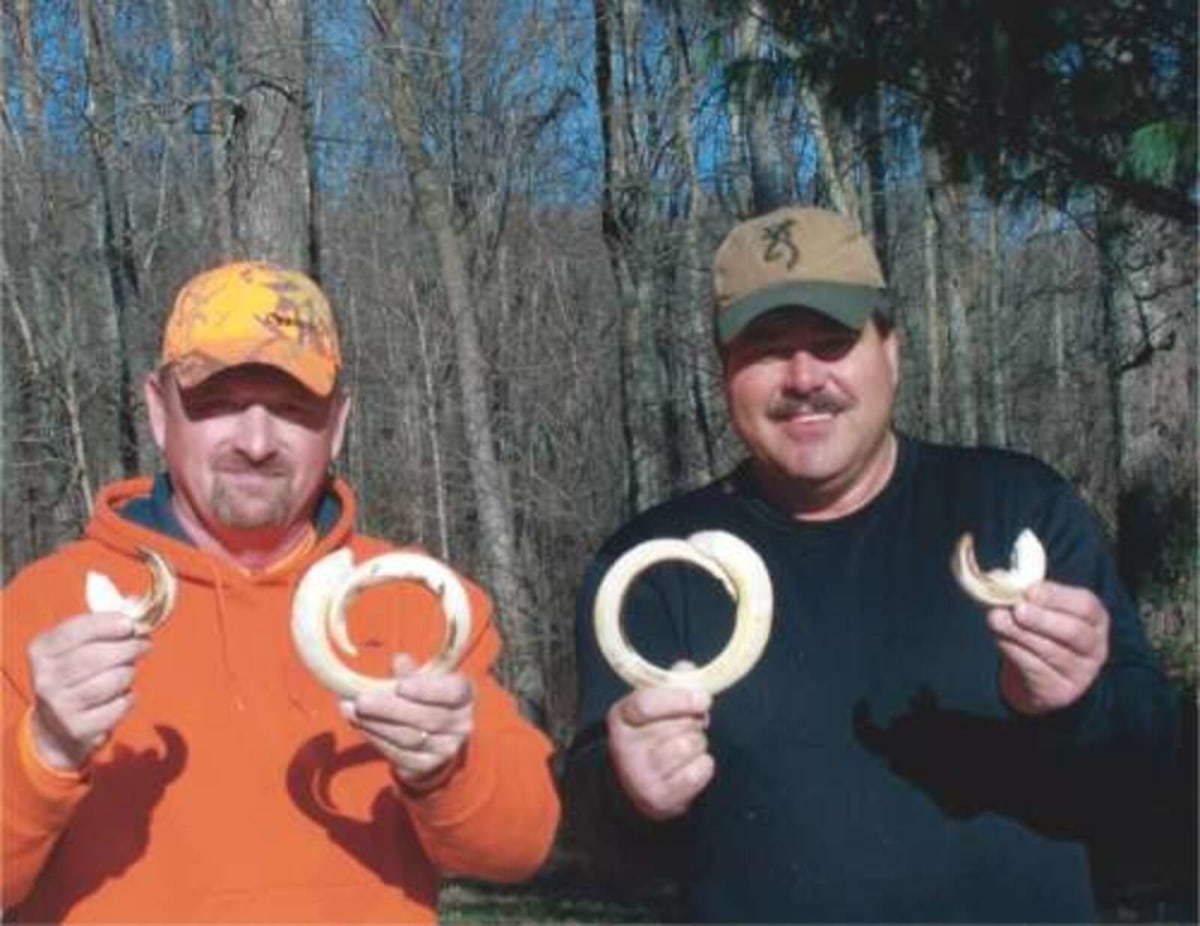 Russian Boar Tusk