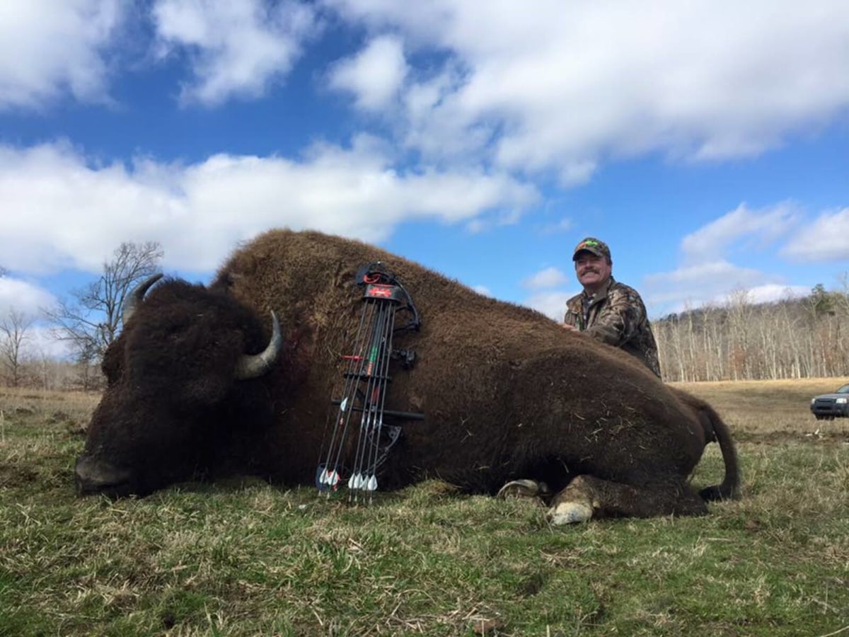 Awesome Buffalo Taken With A Bow At Wilderness In Tennessee
