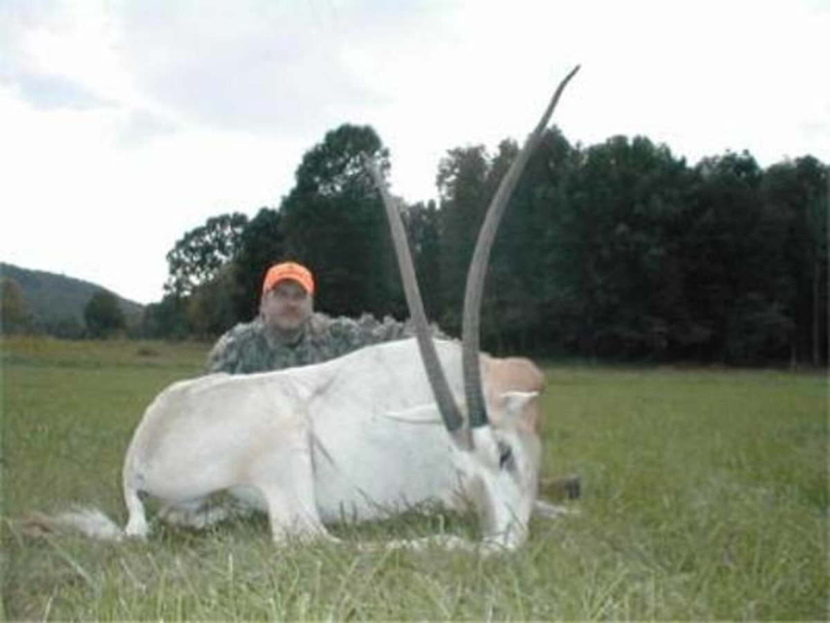 Huge Scimitar Oryx