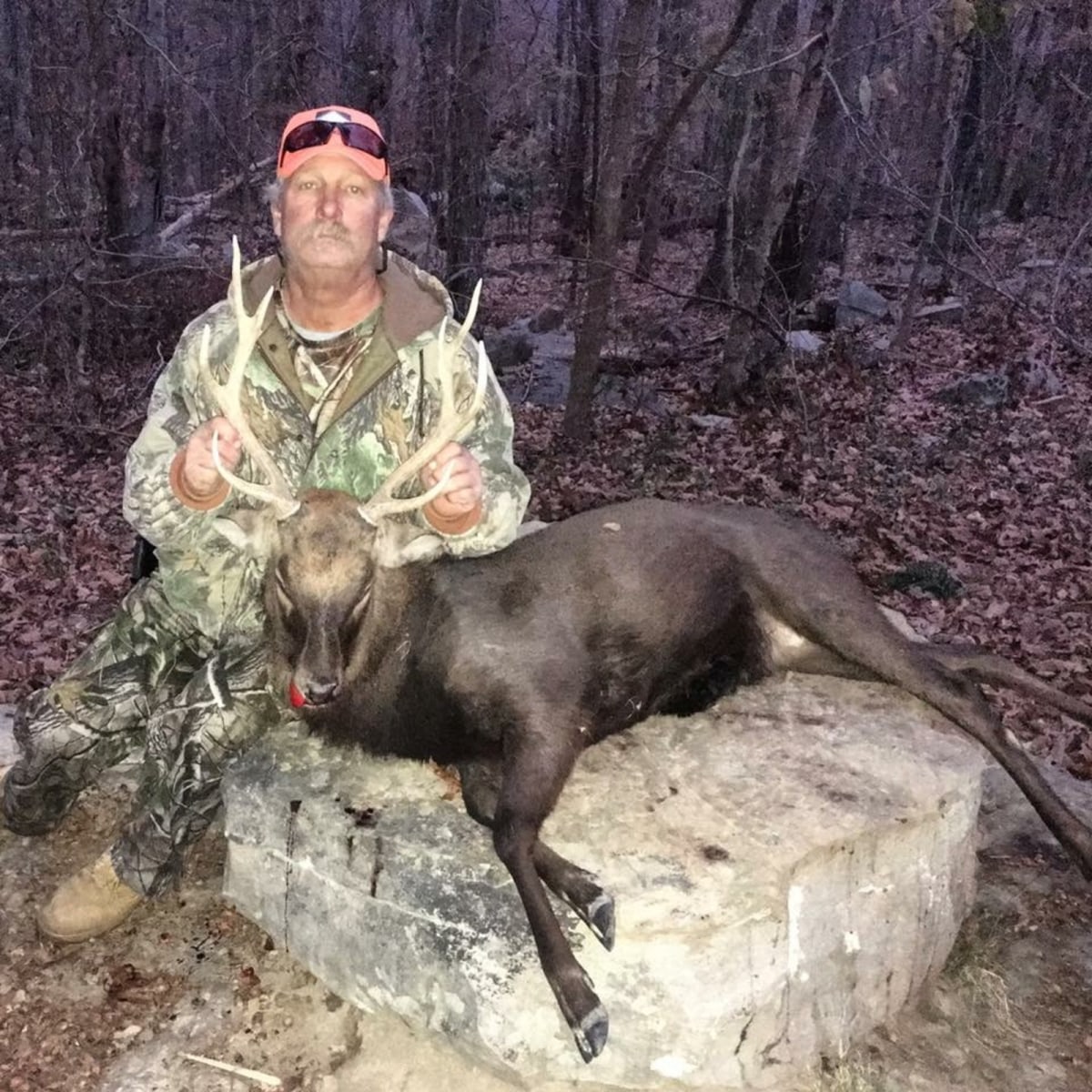 Winter Sika Hunt – What a cool animal
