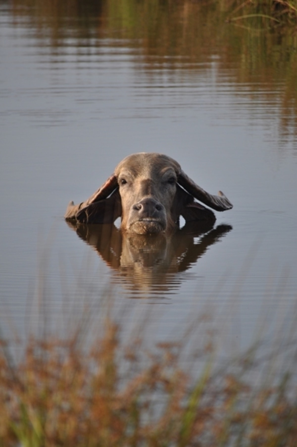 Water Buffalo in the Lake