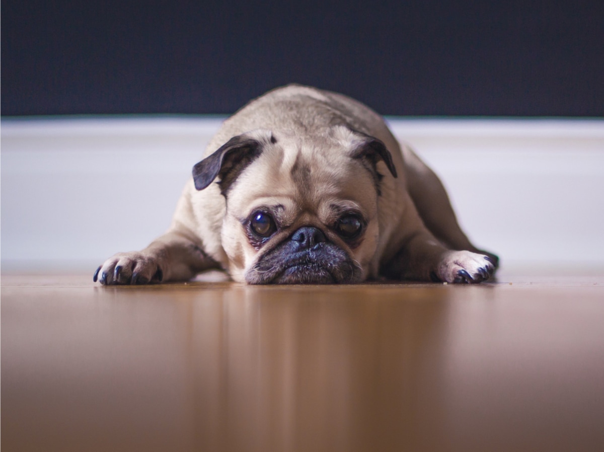 'The Dog Ate My Passport' and Other Ways to Avoid Becoming a Missionary