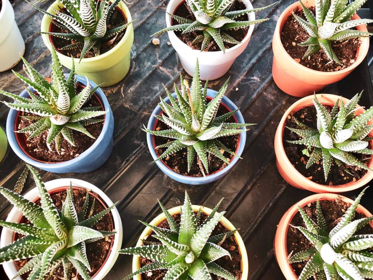 God According to the Aloe