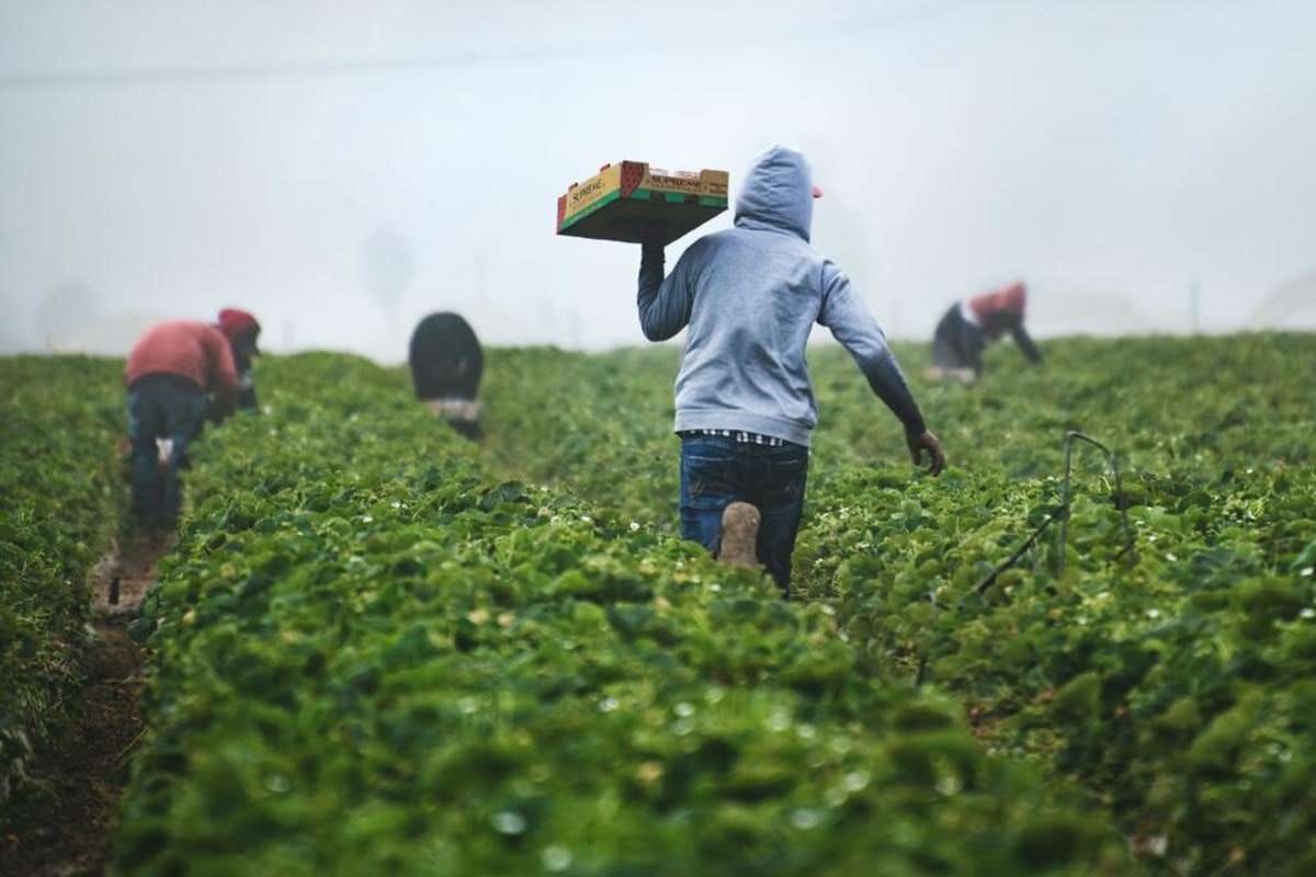 Growing Crops, Growing Churches