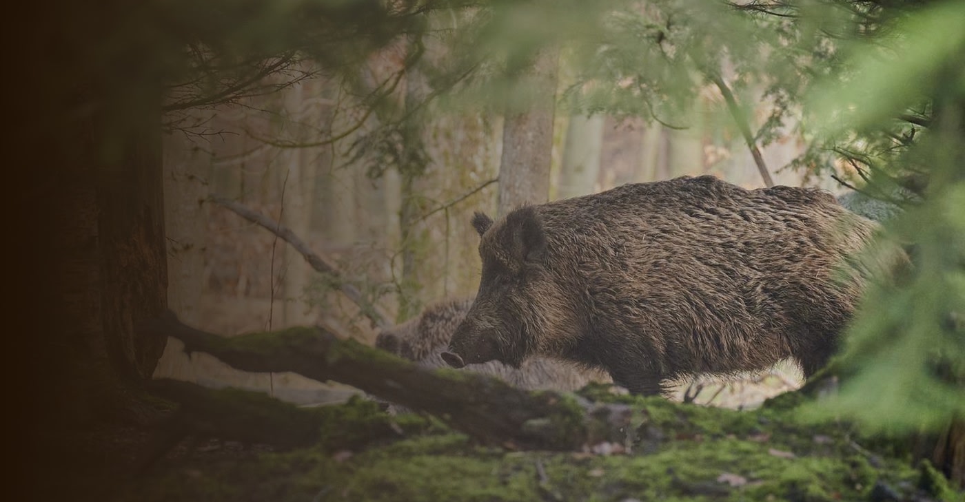 Russian Boar Hunts