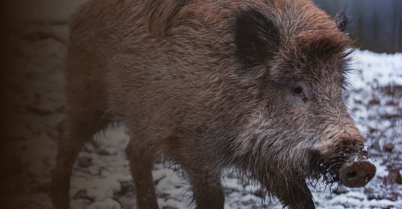 Razorback Boar Hunts
