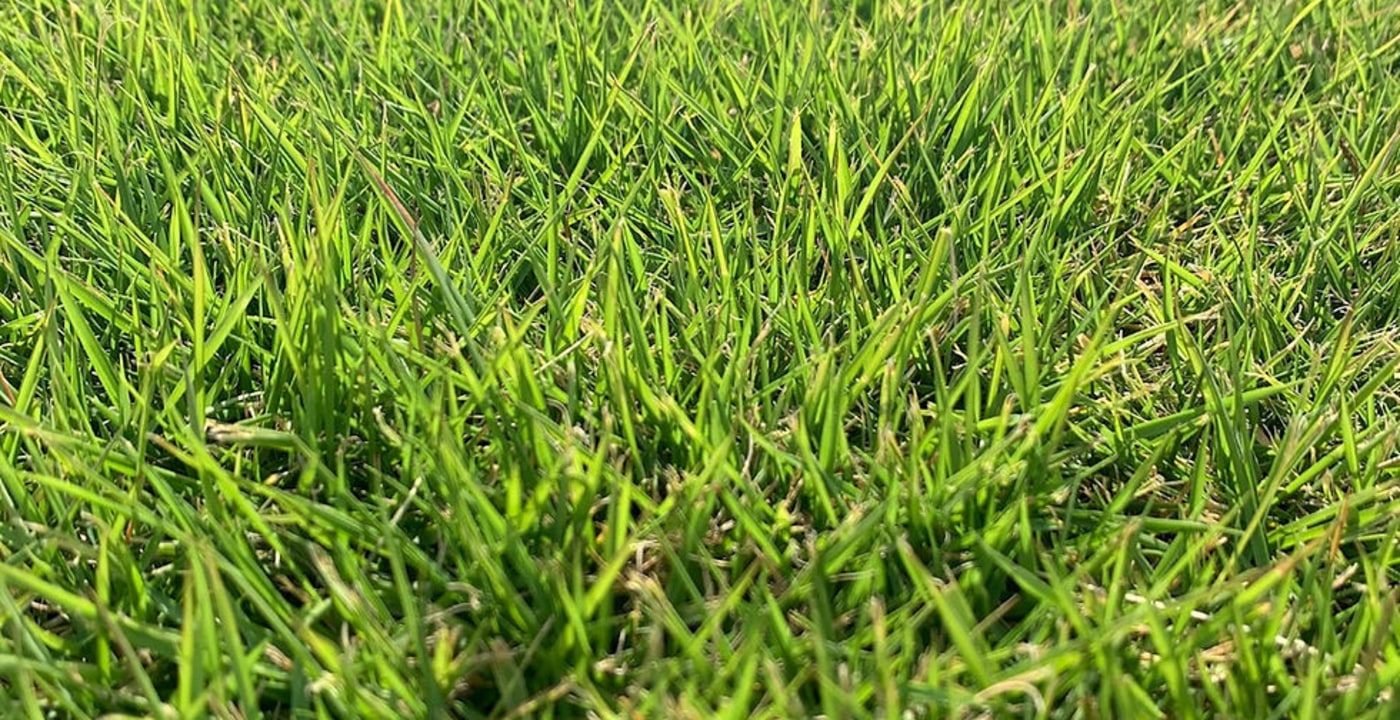 Palisades Zoysia