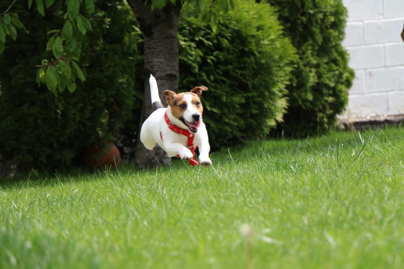 Dog running across a grass yard