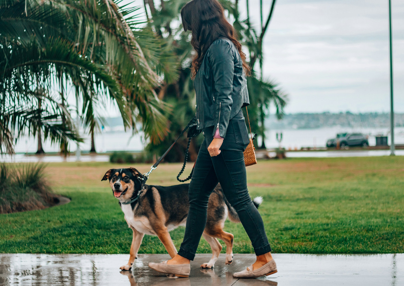 woman in black leather jacket and blue denim jeans holding black and brown short coated dog