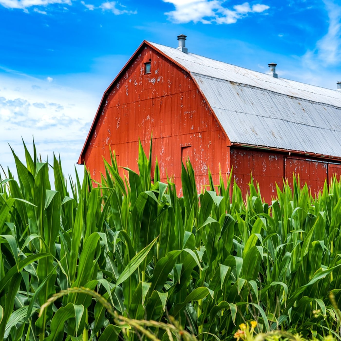  Red barn with a crop growing in front of it 