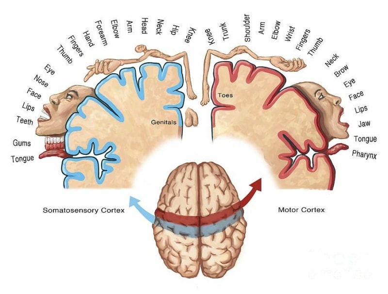 Homunculus Map-Spencer Sutton