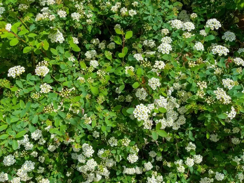 Spirea