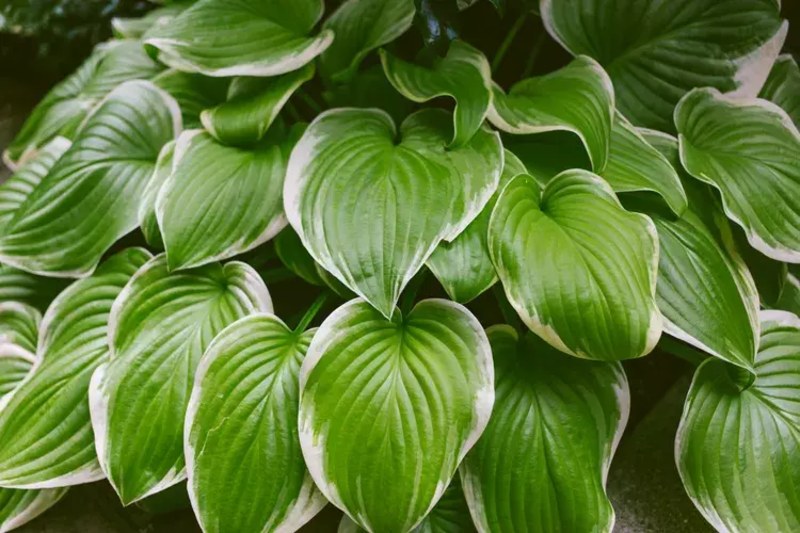Hosta