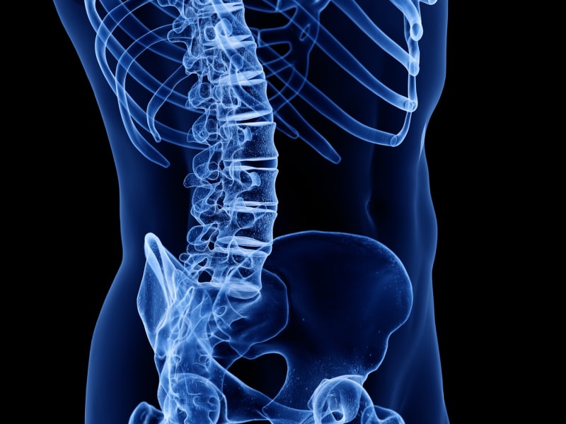 Spine