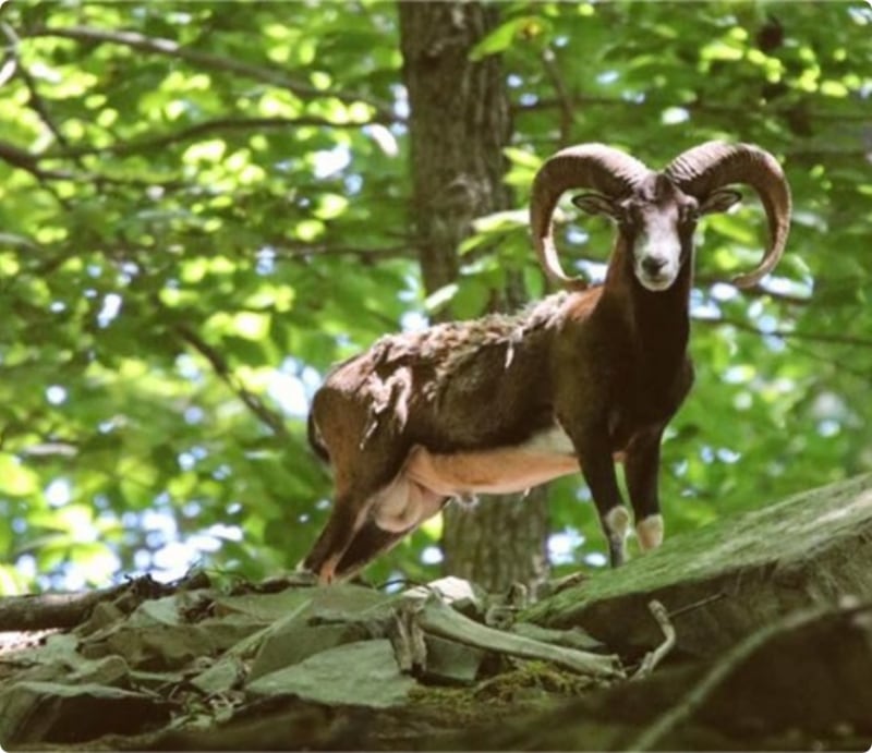 2021 Hunting Season Booking Fast